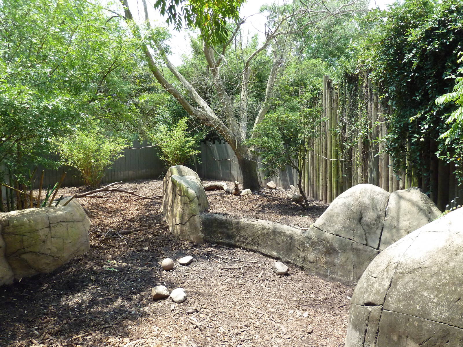 African Savanna - Red River Hog Exhibit