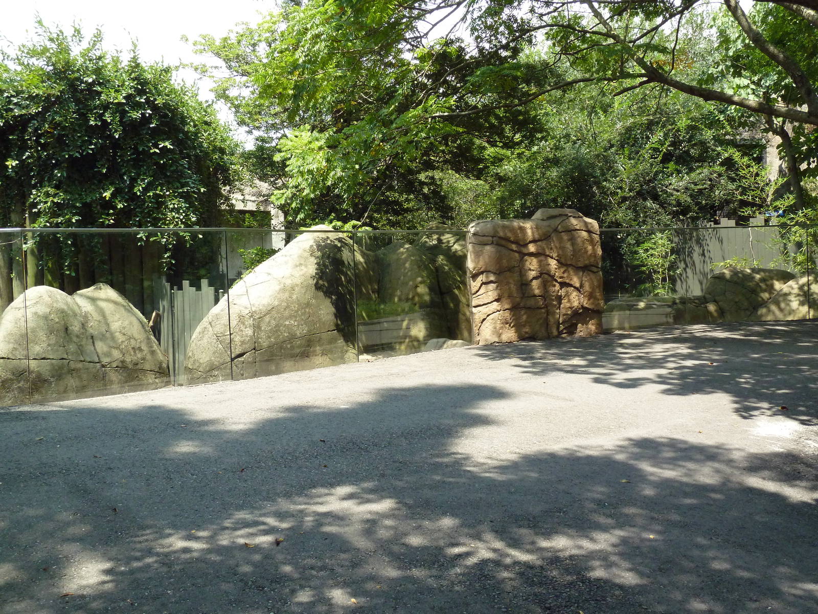 African Savanna - Red River Hog Exhibit