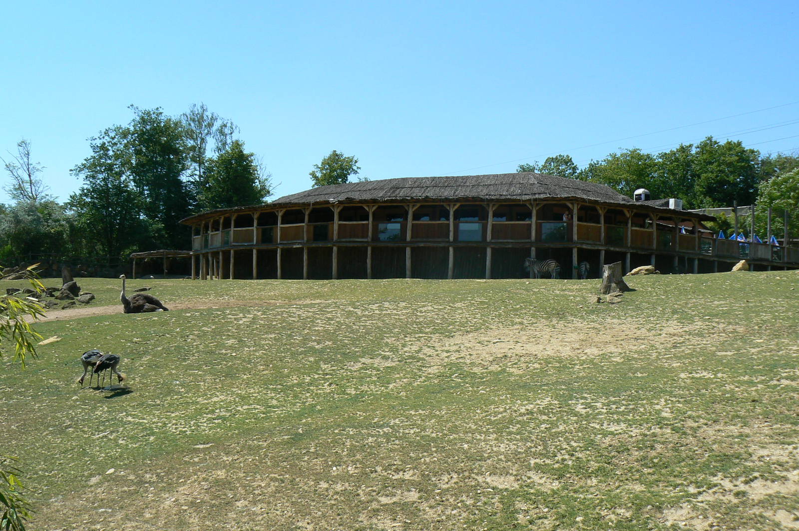 African savanna - restaurant