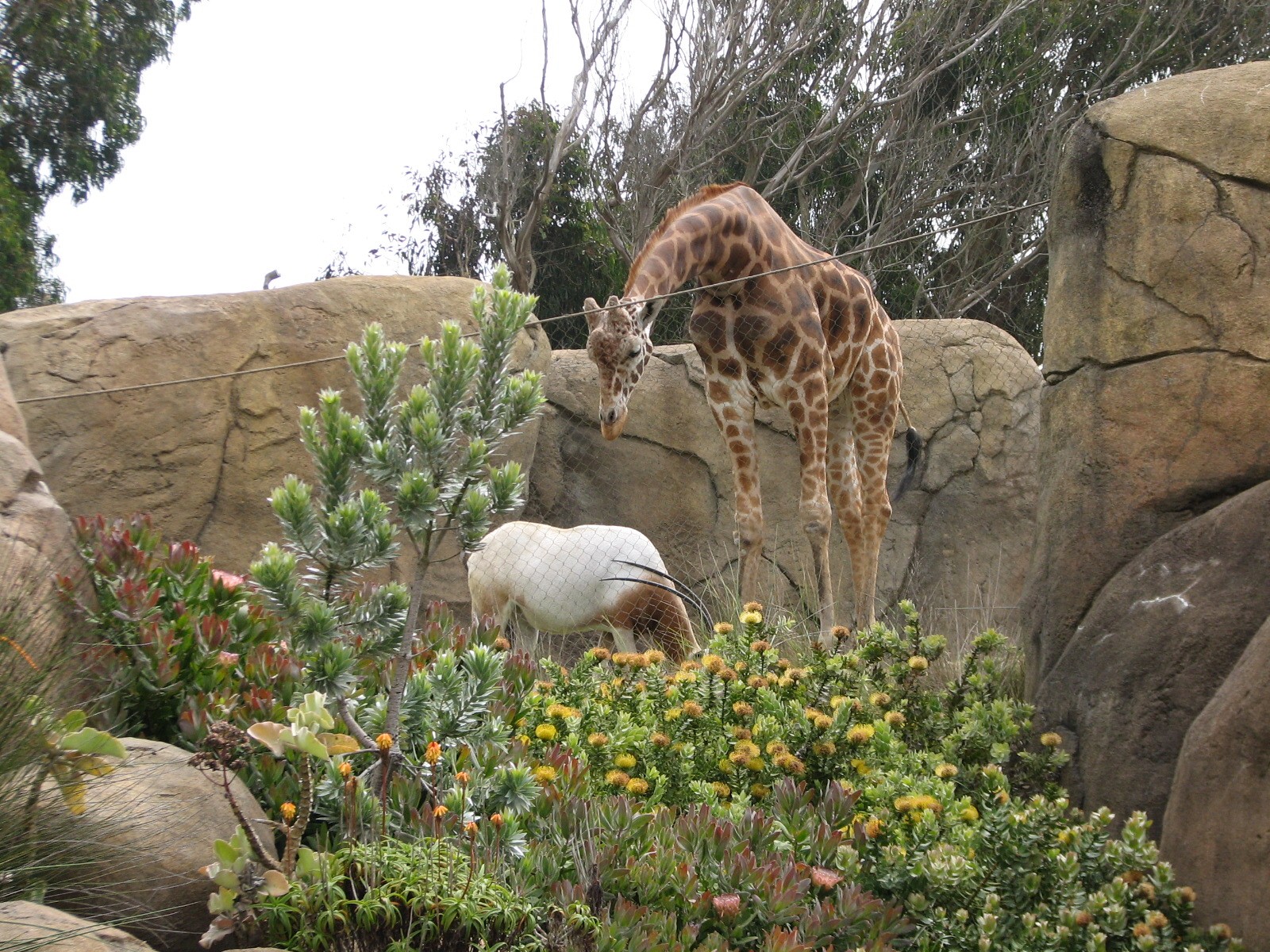 African Savanna - Reticulated Giraffe and Scimitar-horned Oryx