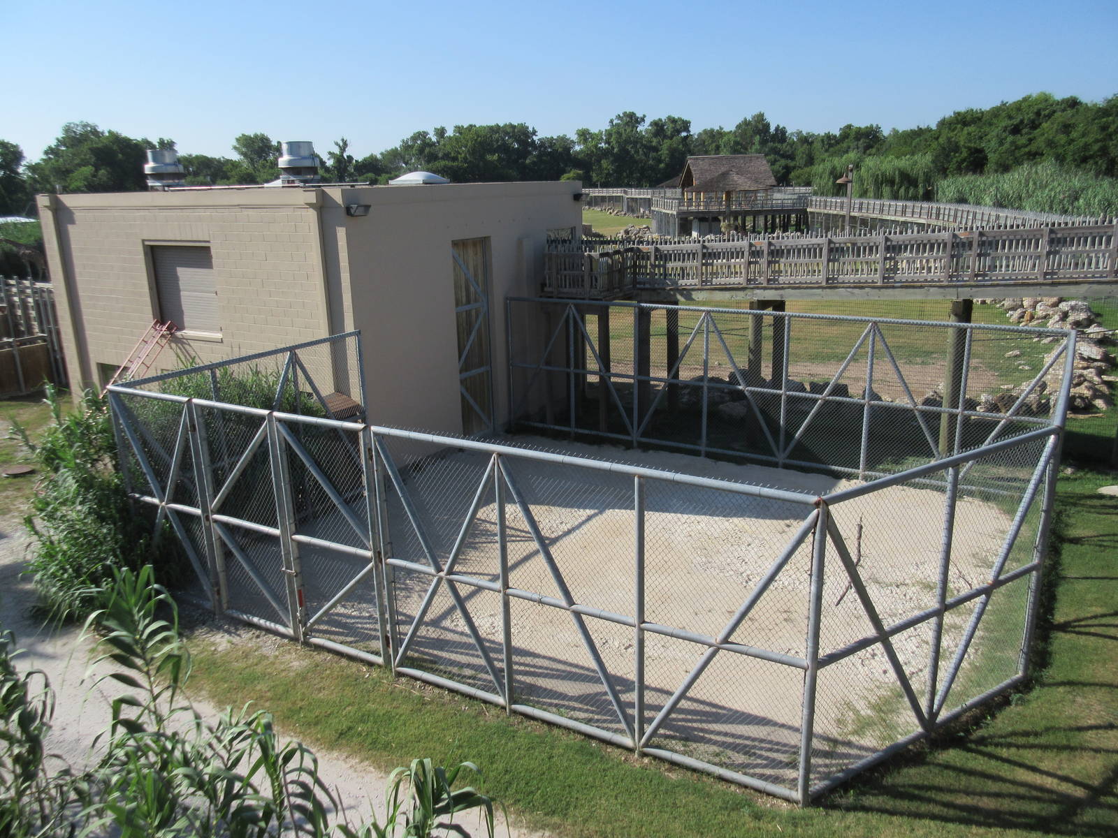 African Savanna - Reticulated Giraffe Side Exhibit