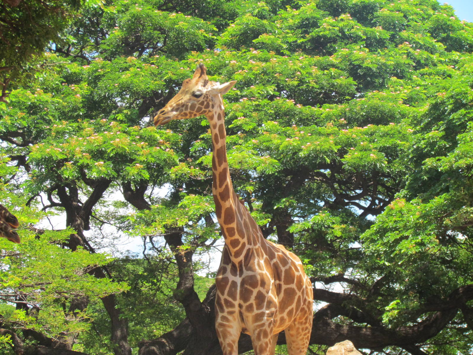 African Savanna - Reticulated Giraffe