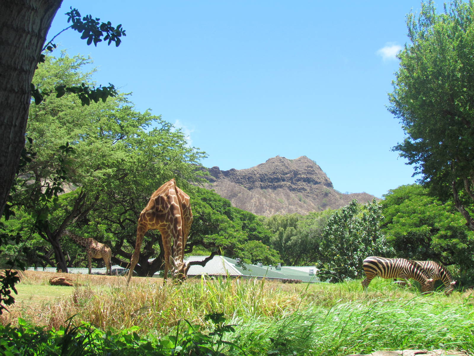 African Savanna - Reticulated Giraffe