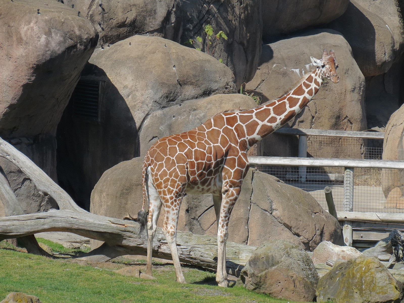 African Savanna - Reticulated Giraffe