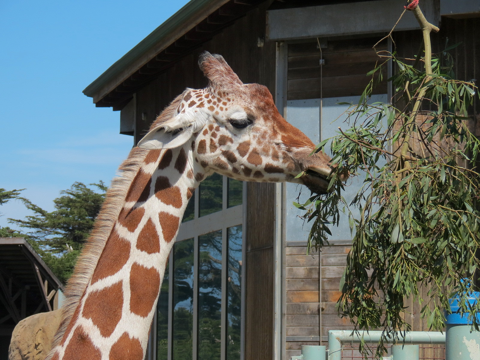 African Savanna - Reticulated Giraffe