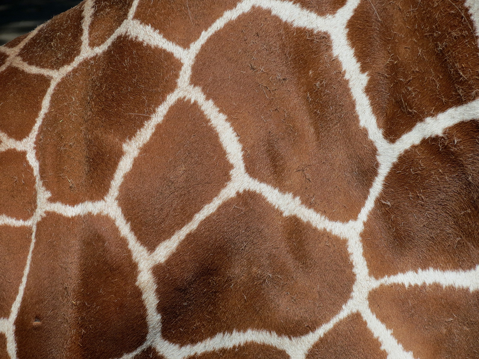 African Savanna - Reticulated Giraffe