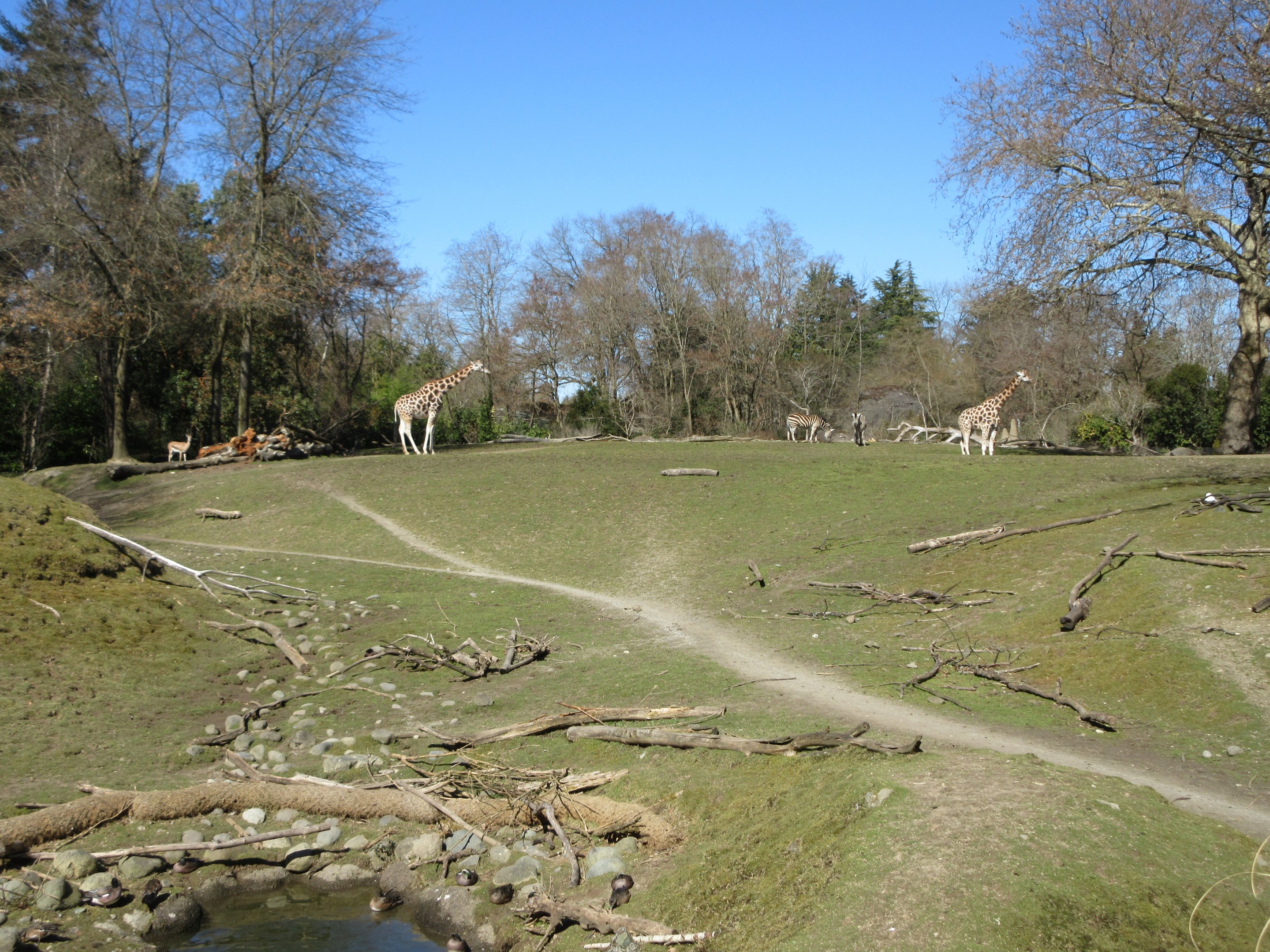 African Savanna - Reticulated Giraffes + Grant's Zebras + Grant's Gazelles