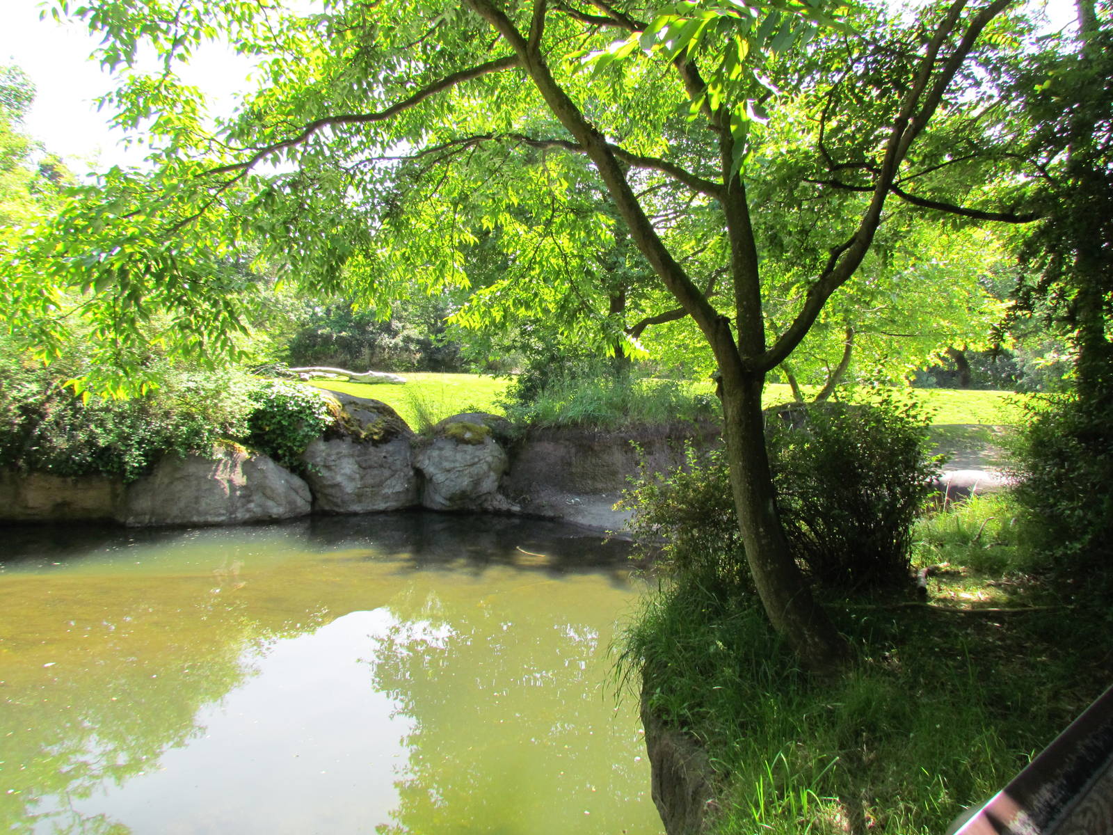 African Savanna - River Hippopotamus Exhibit