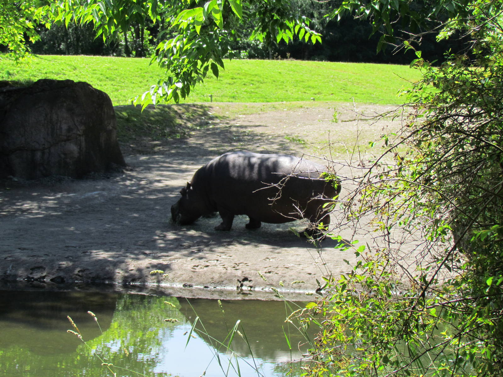 African Savanna - River Hippopotamus Exhibit