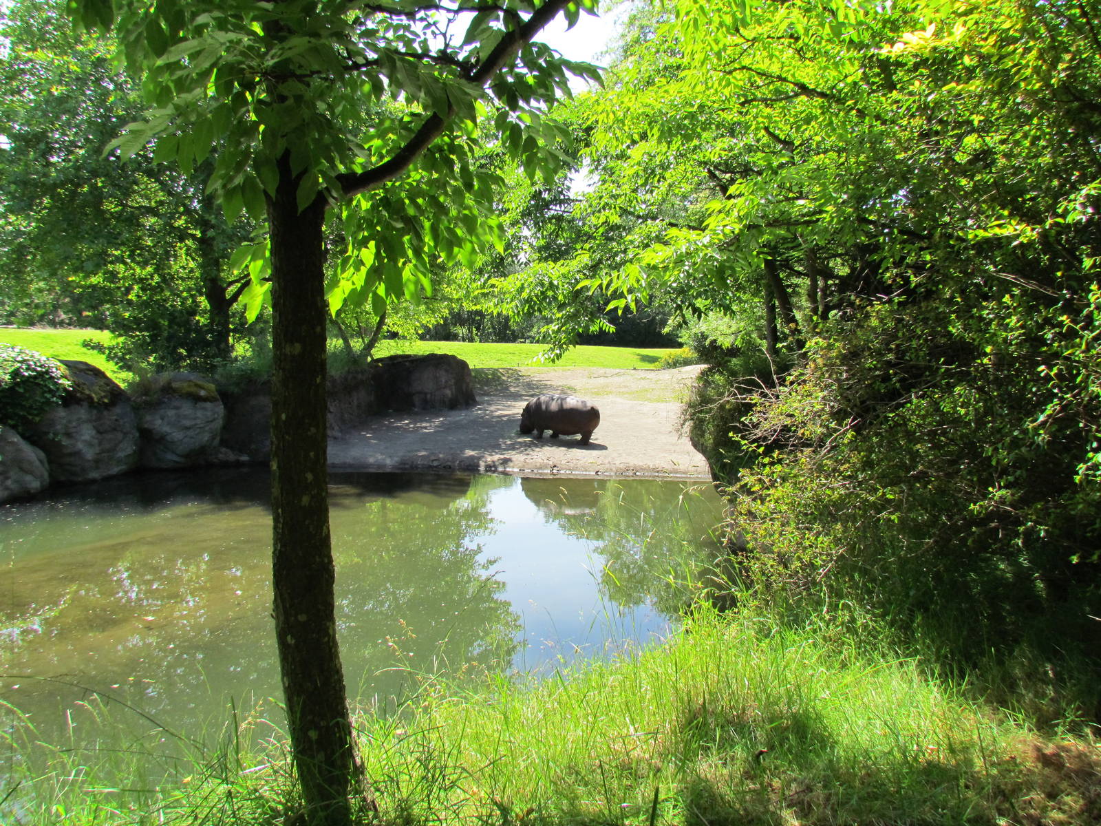 African Savanna - River Hippopotamus Exhibit