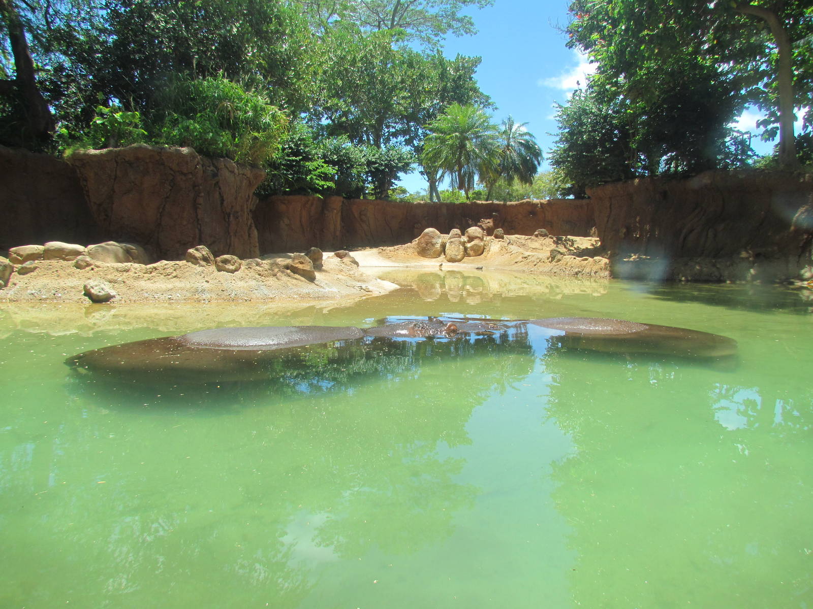 African Savanna - River Hippopotamus Exhibit