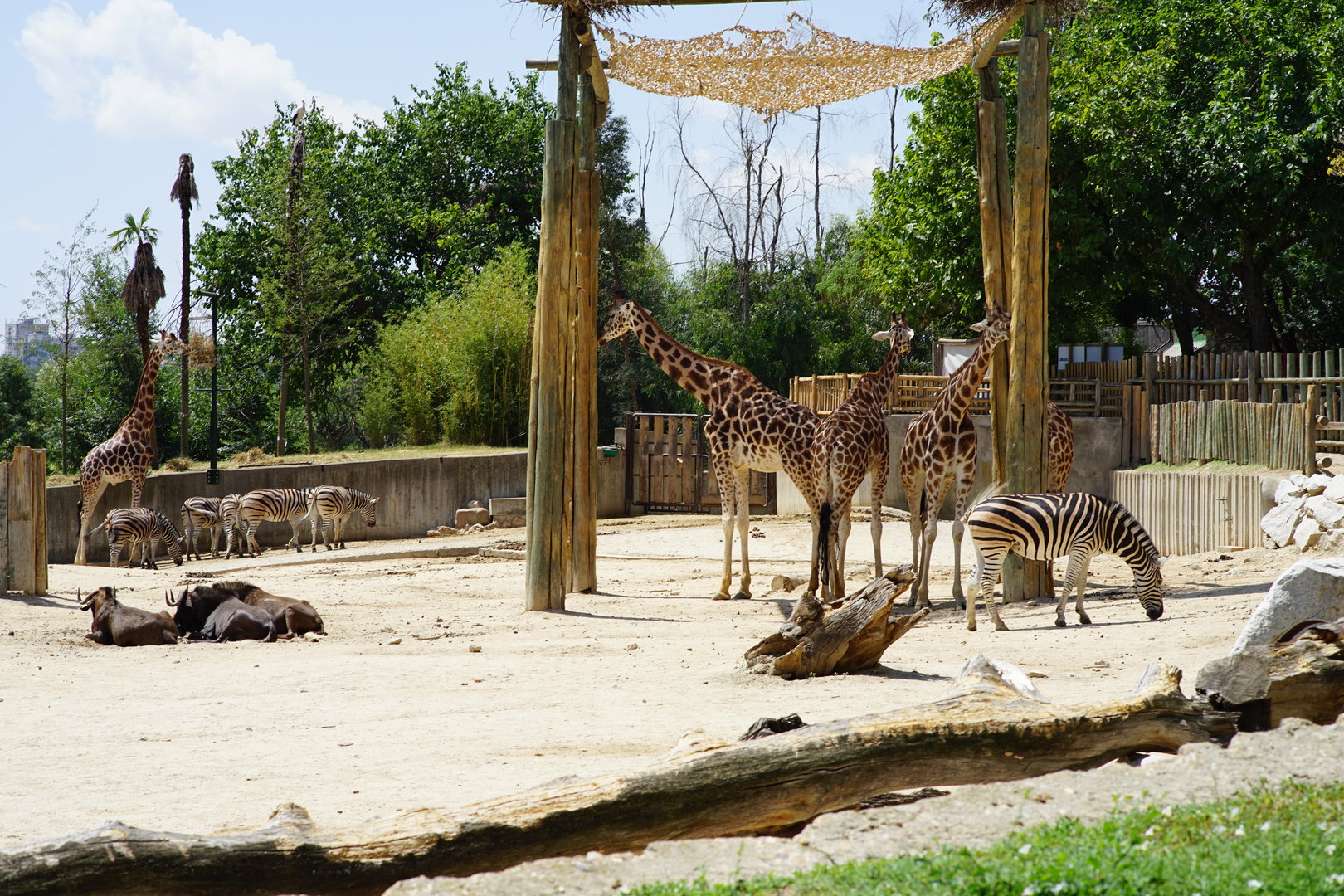 African Savanna - Rothscild's Giraffe/ Plain Zebra/ Black Gnu /Ostrich