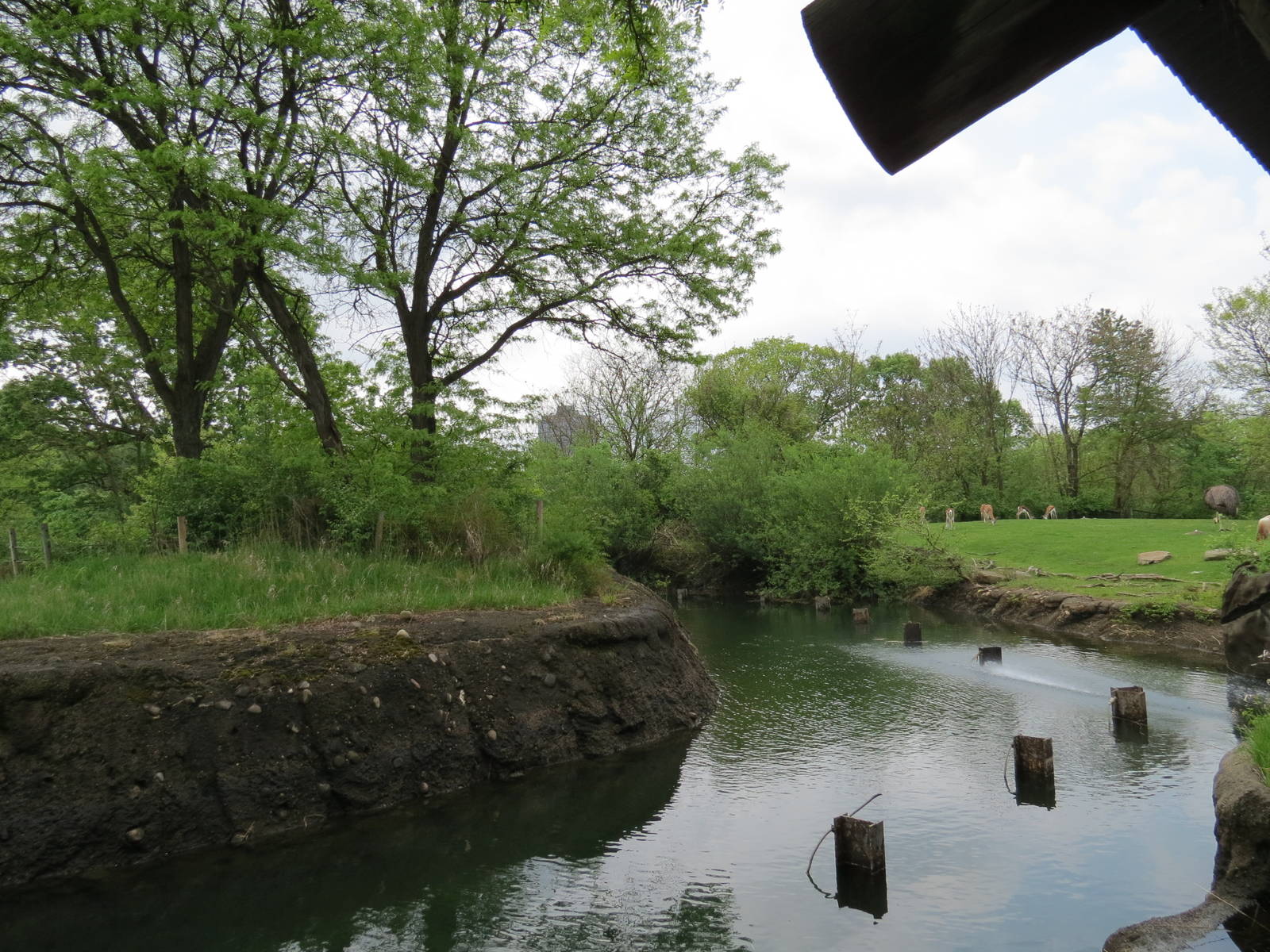 African Savanna - Saba Elephant Reserve