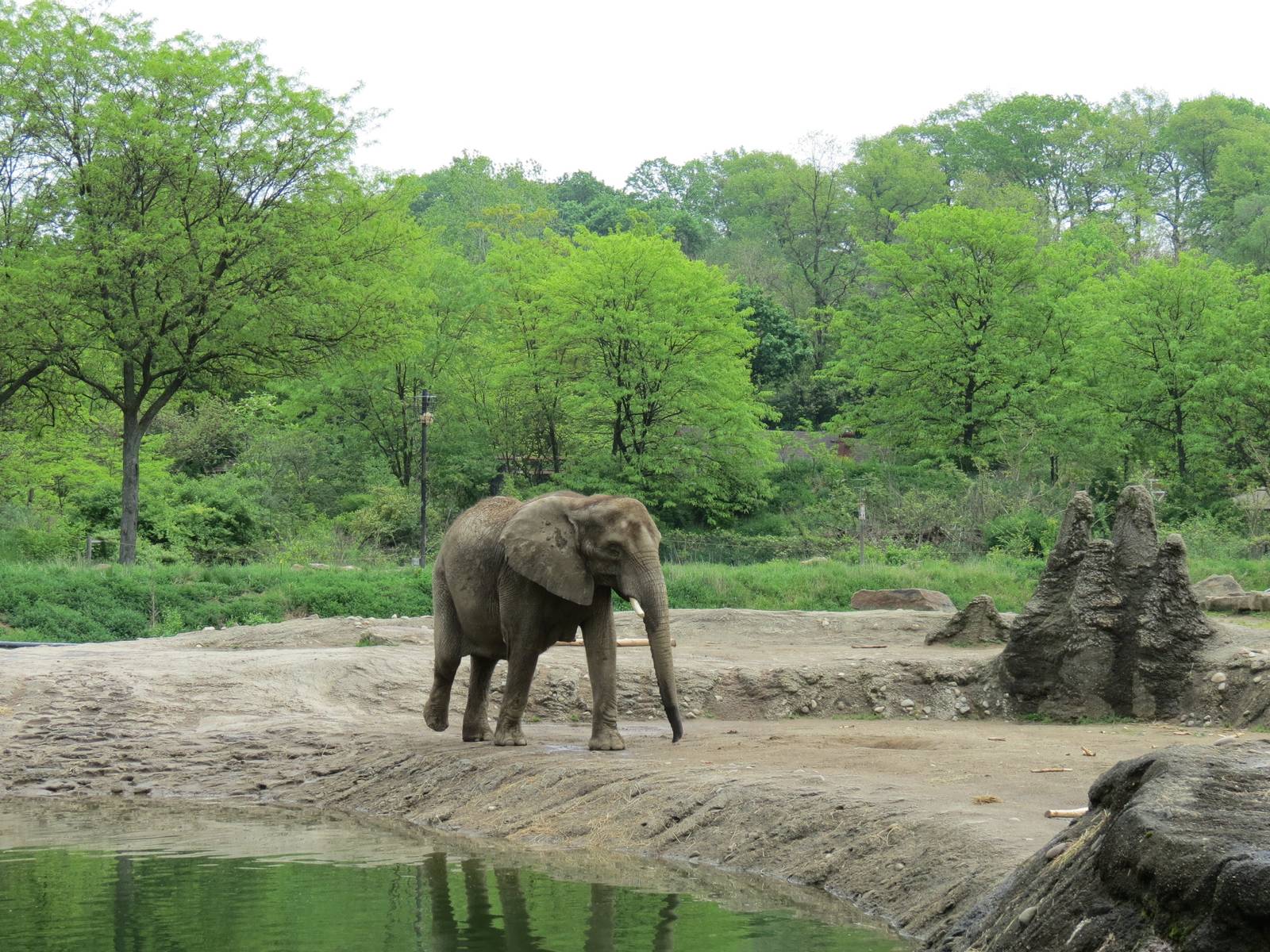 African Savanna - Saba Elephant Reserve