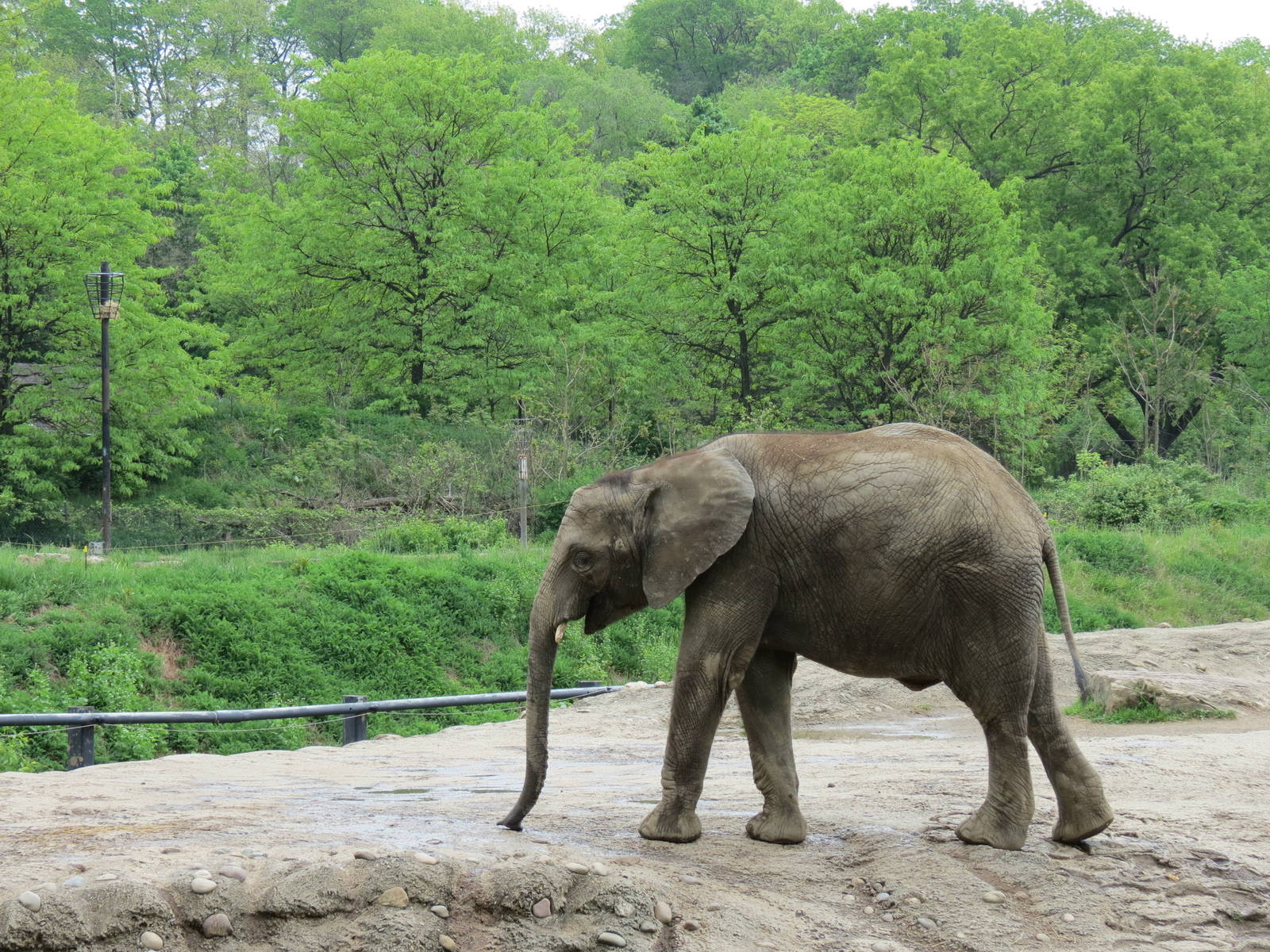 African Savanna - Saba Elephant Reserve