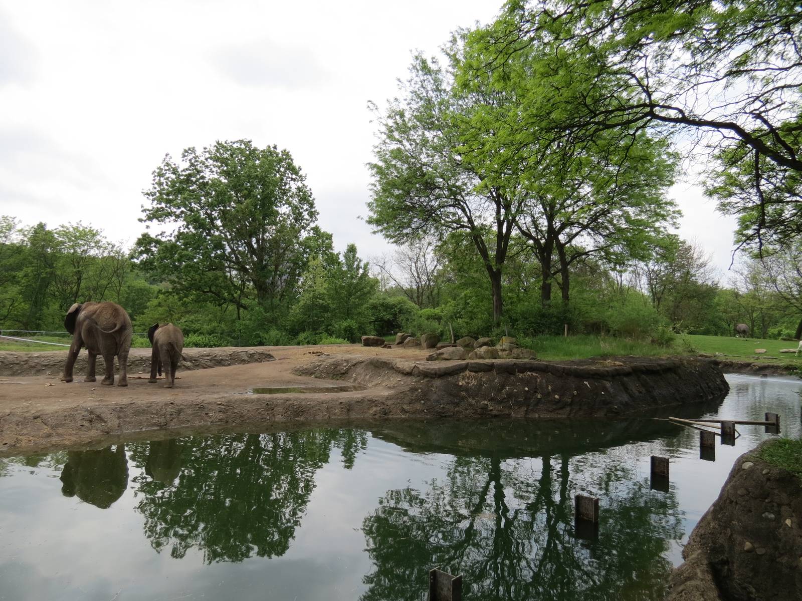 African Savanna - Saba Elephant Reserve