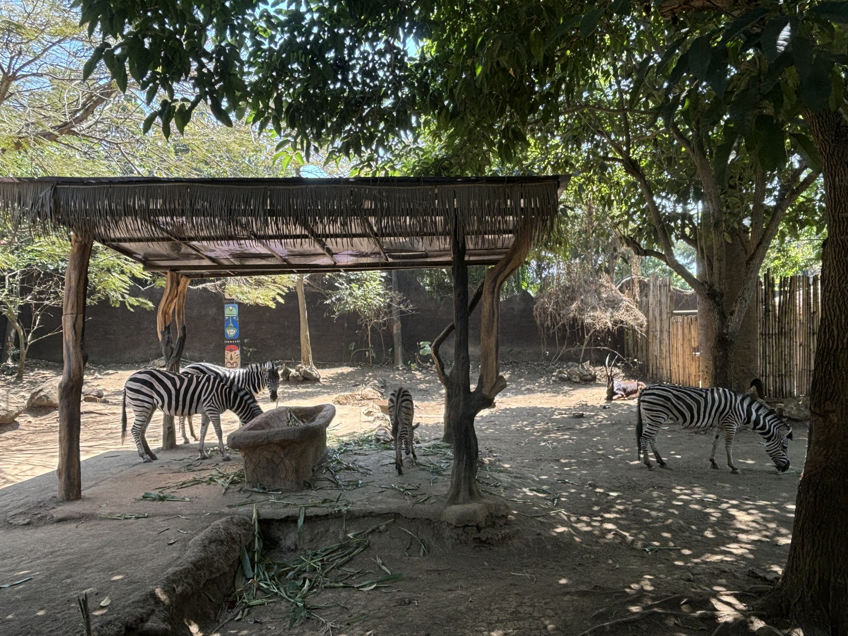 African Savanna - Sable Antelope + Zebra