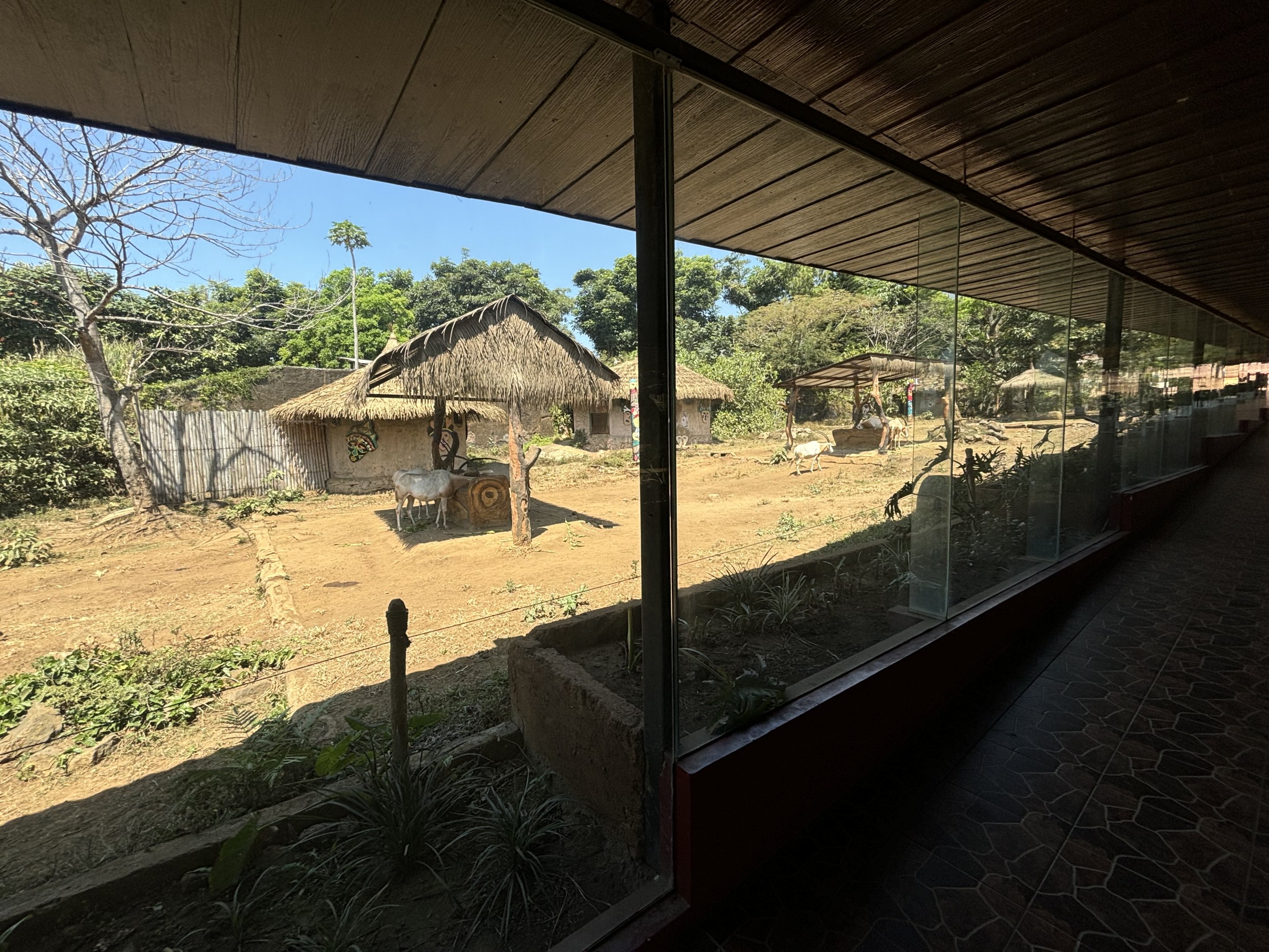 African Savanna - Scimitar-horned Oryx + Zebra