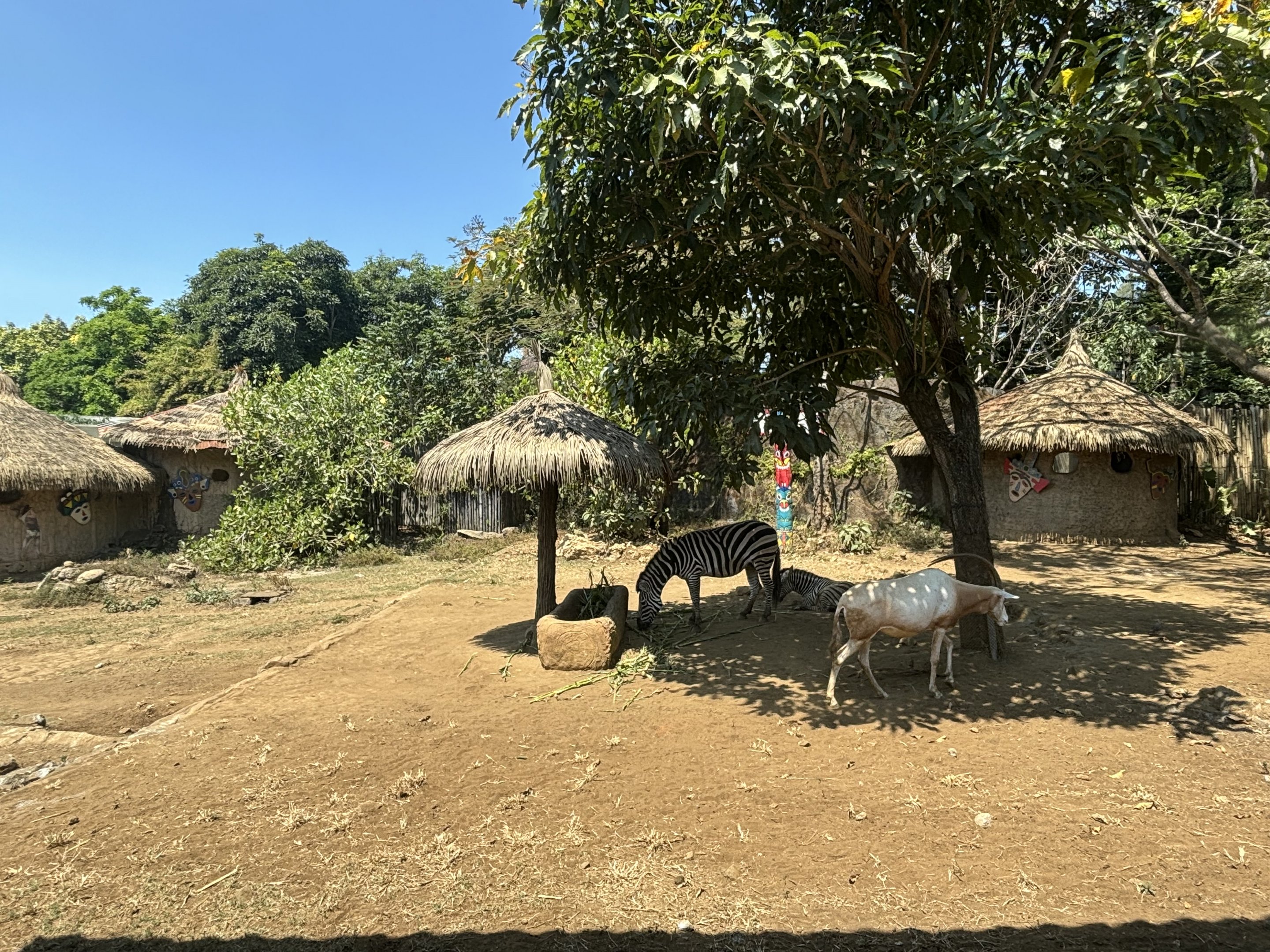 African Savanna - Scimitar-horned Oryx + Zebra