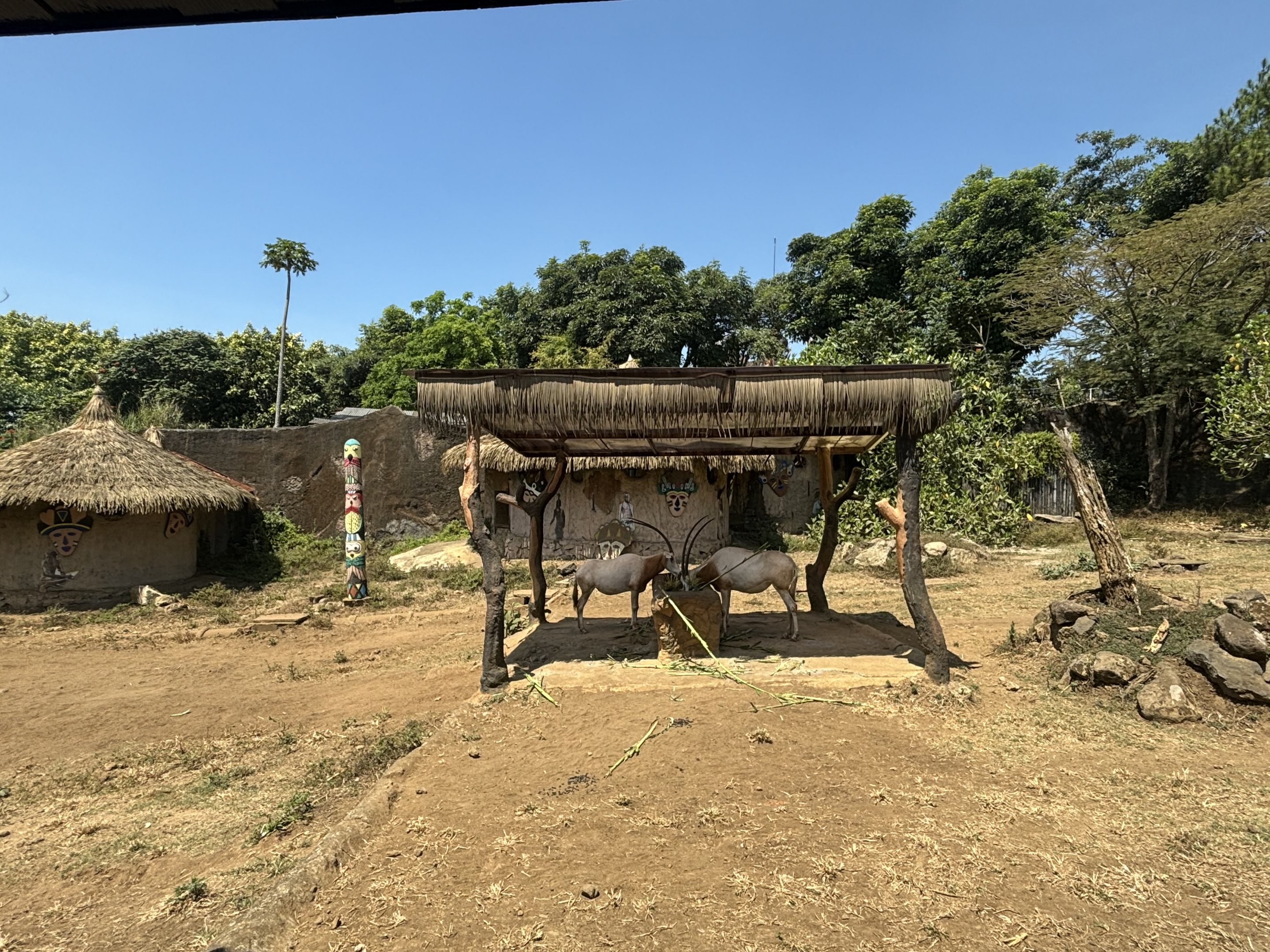 African Savanna - Scimitar-horned Oryx
