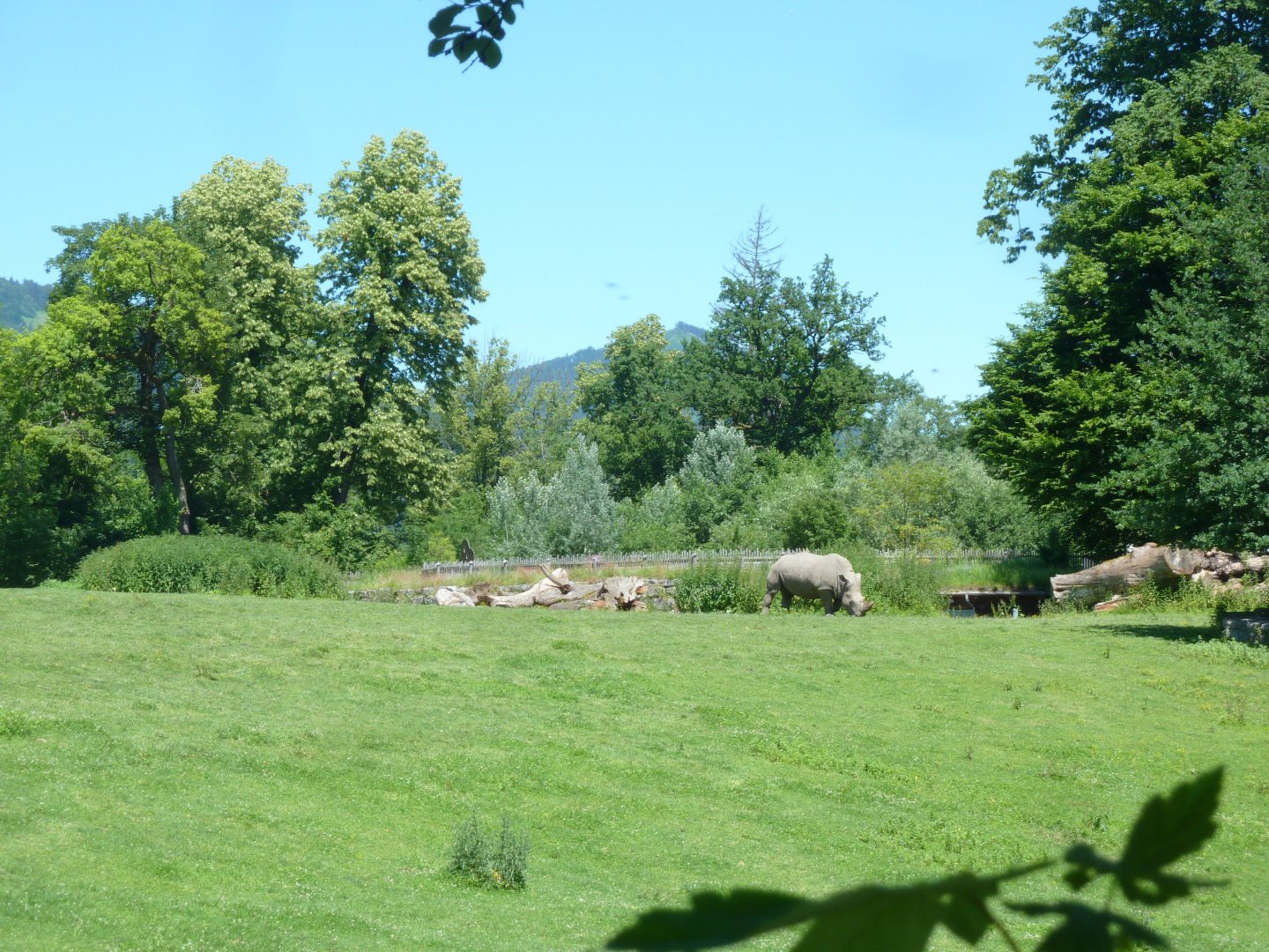 African savanna seen from the Vogelwiesse towards the Lion house