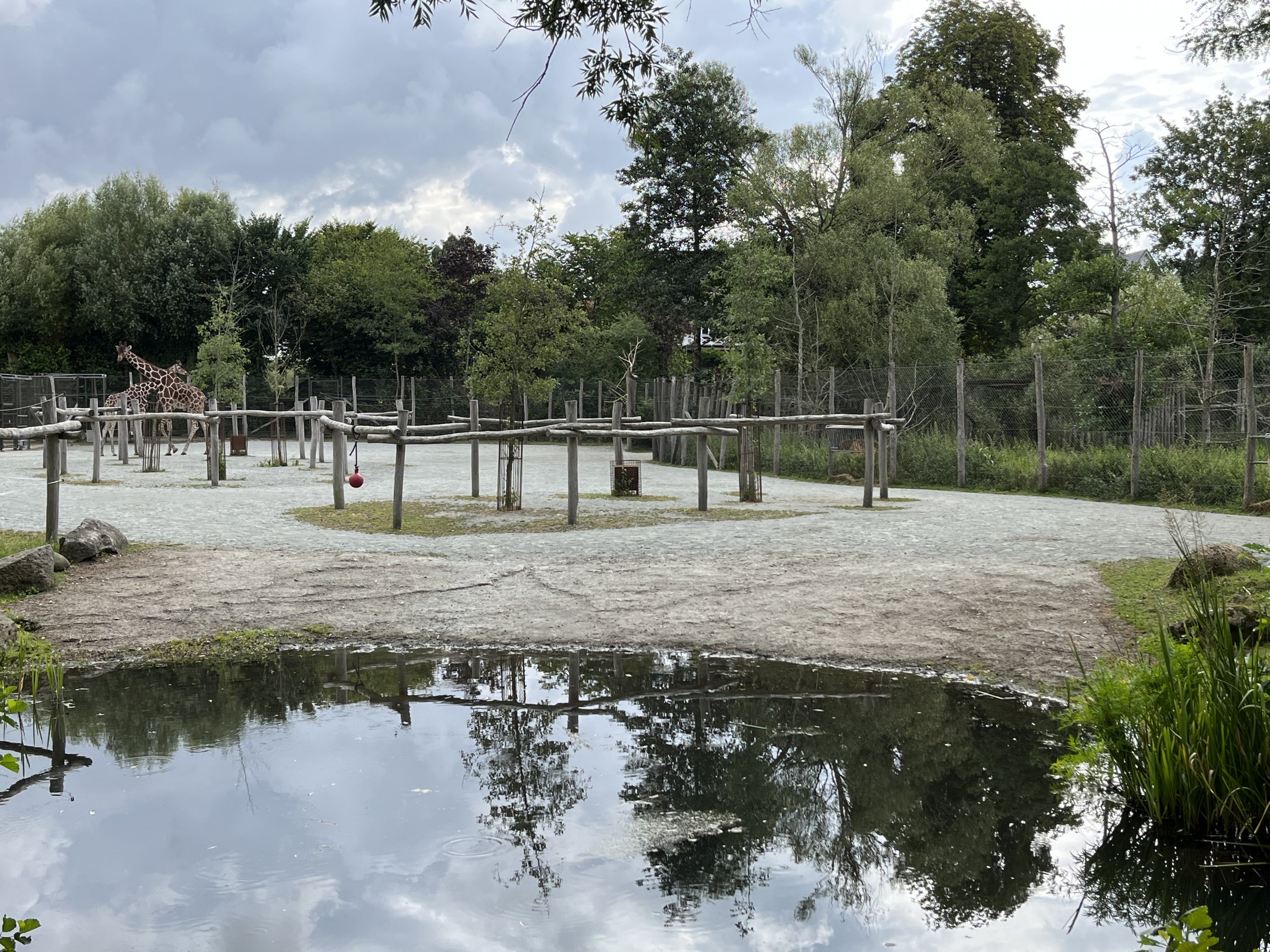 African Savanna - side yard