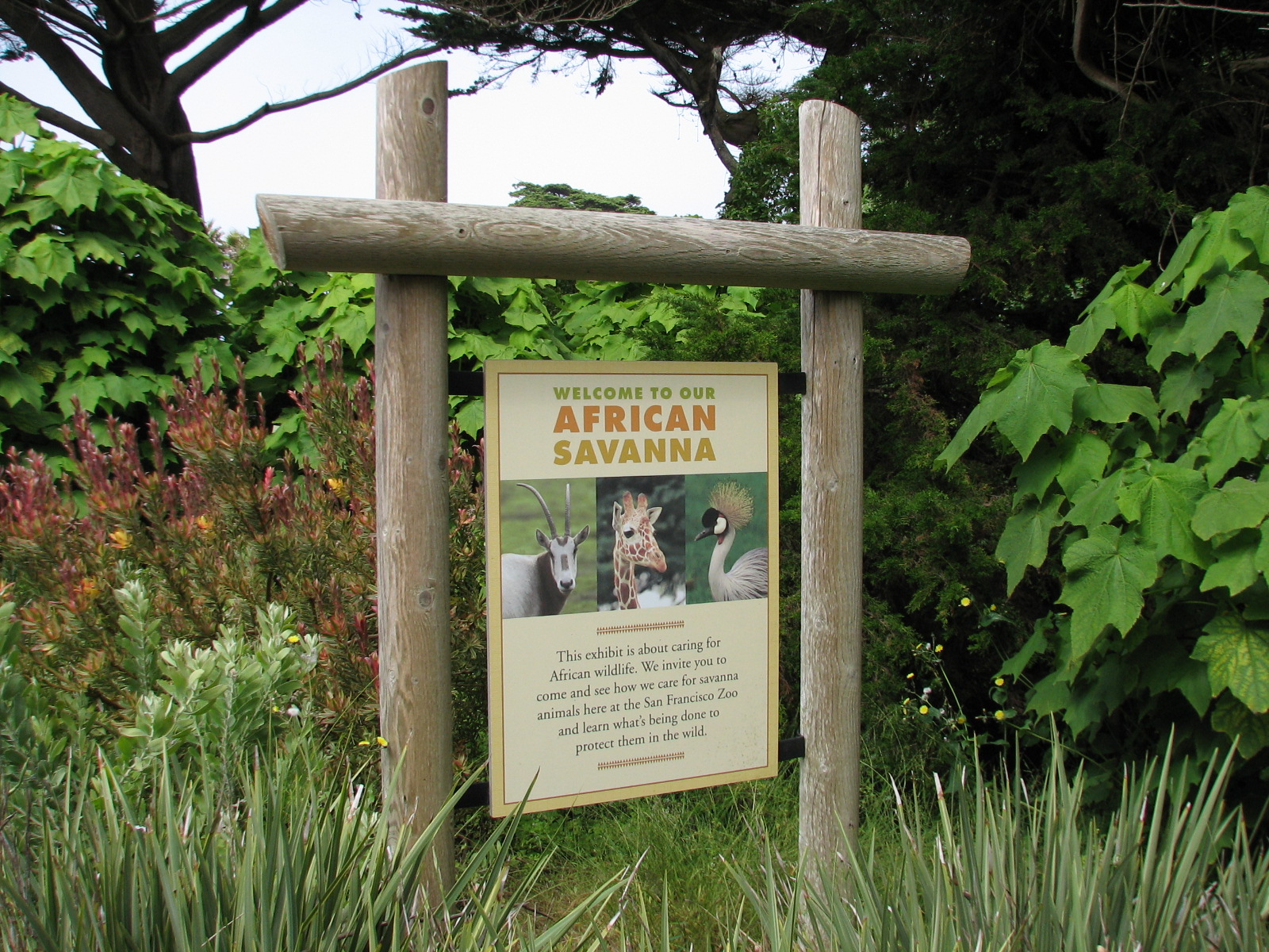 African Savanna - Sign