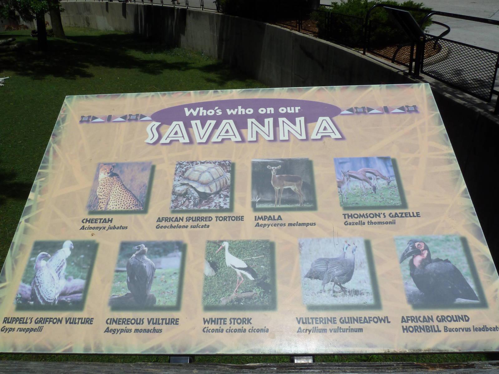 African Savanna - Signage