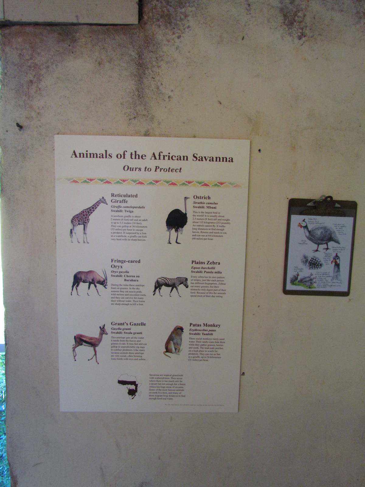 African Savanna - Signage