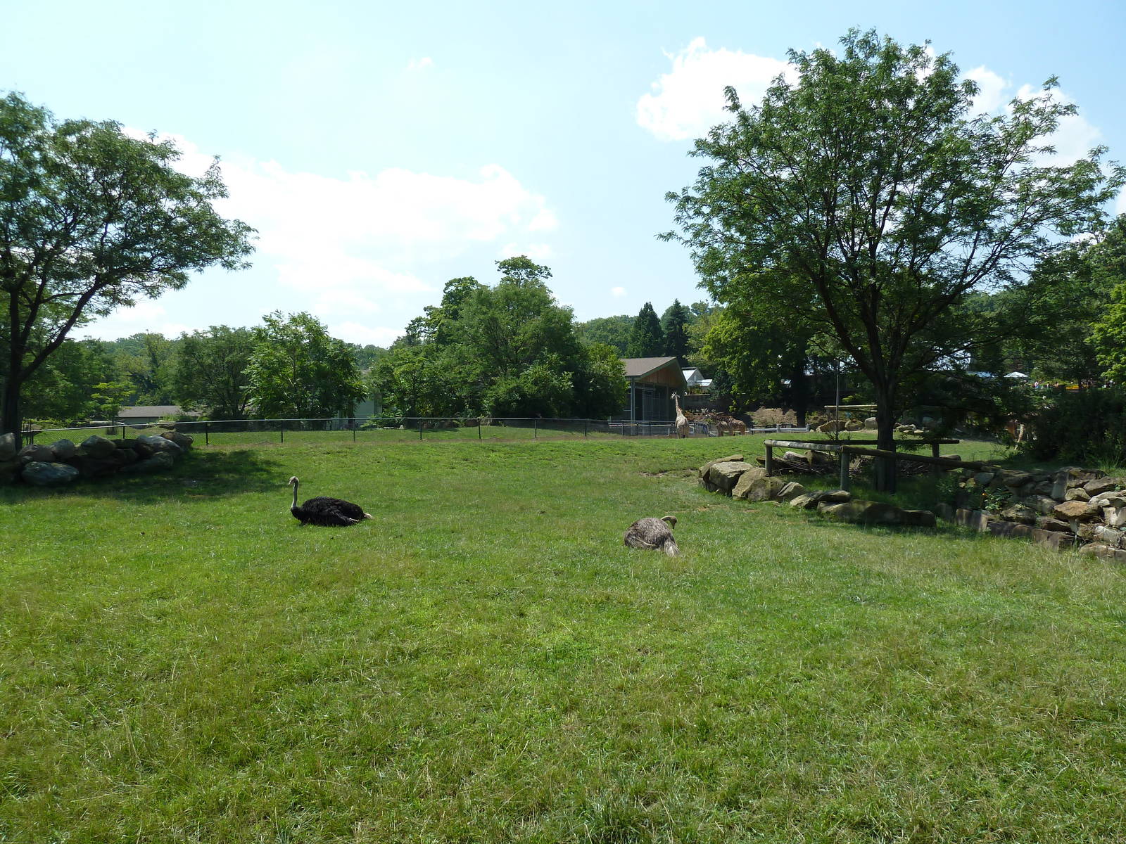 African Savanna - Slender-Horned Gazelle/Ostrich Exhibit