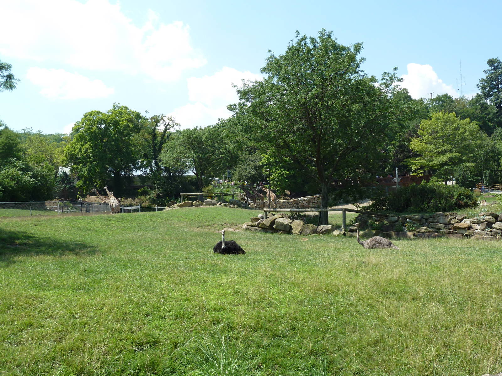 African Savanna - Slender-Horned Gazelle/Ostrich Exhibit