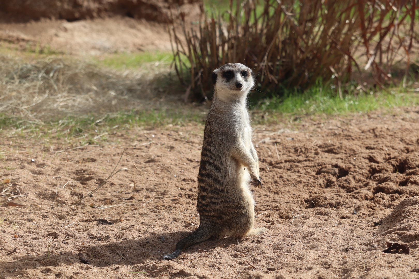 African Savanna - Slender-Tailed Meerkat