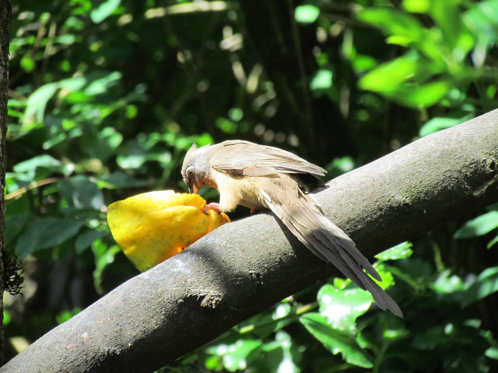 African Savanna - Speckled Mousebird