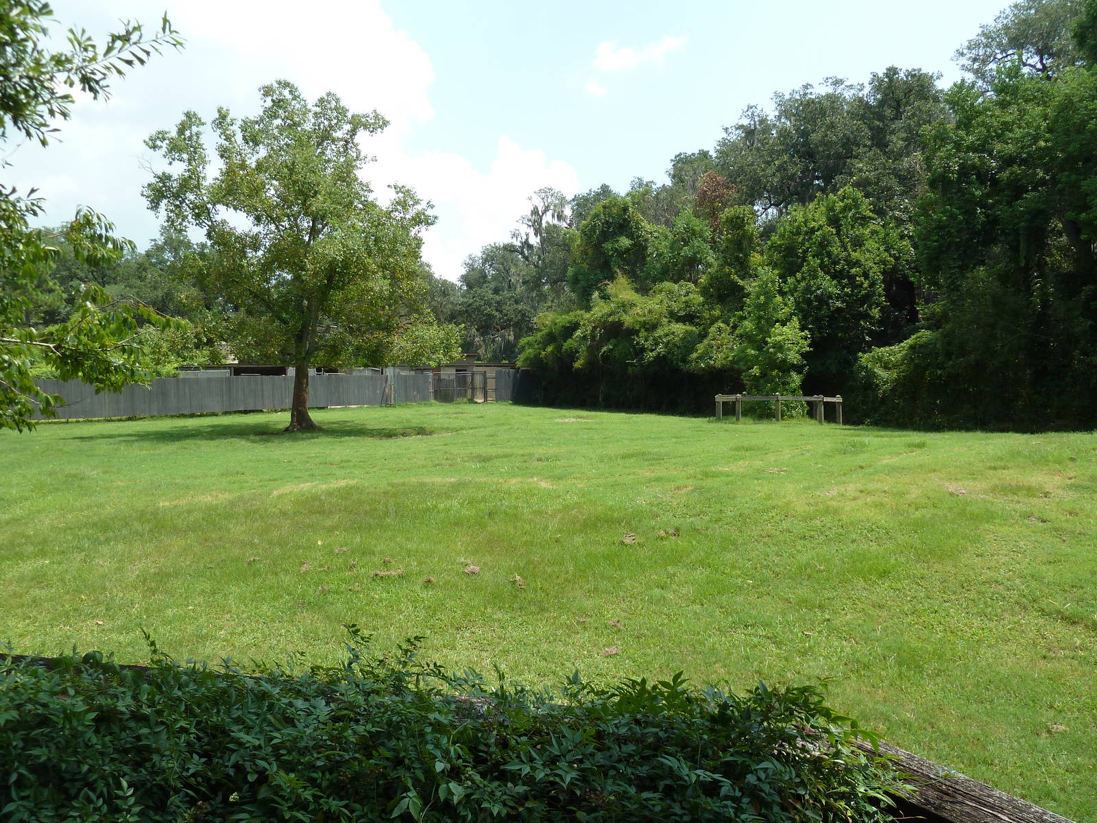 African Savanna - Thomson's Gazelle/Eland Exhibit