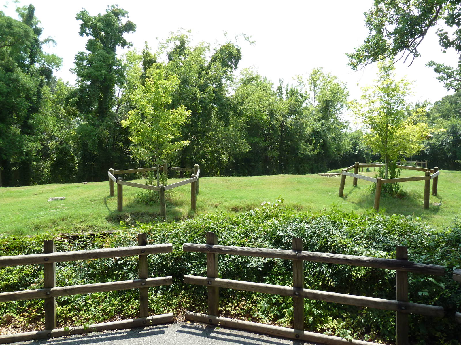 African Savanna - Thomson's Gazelle/Eland Exhibit