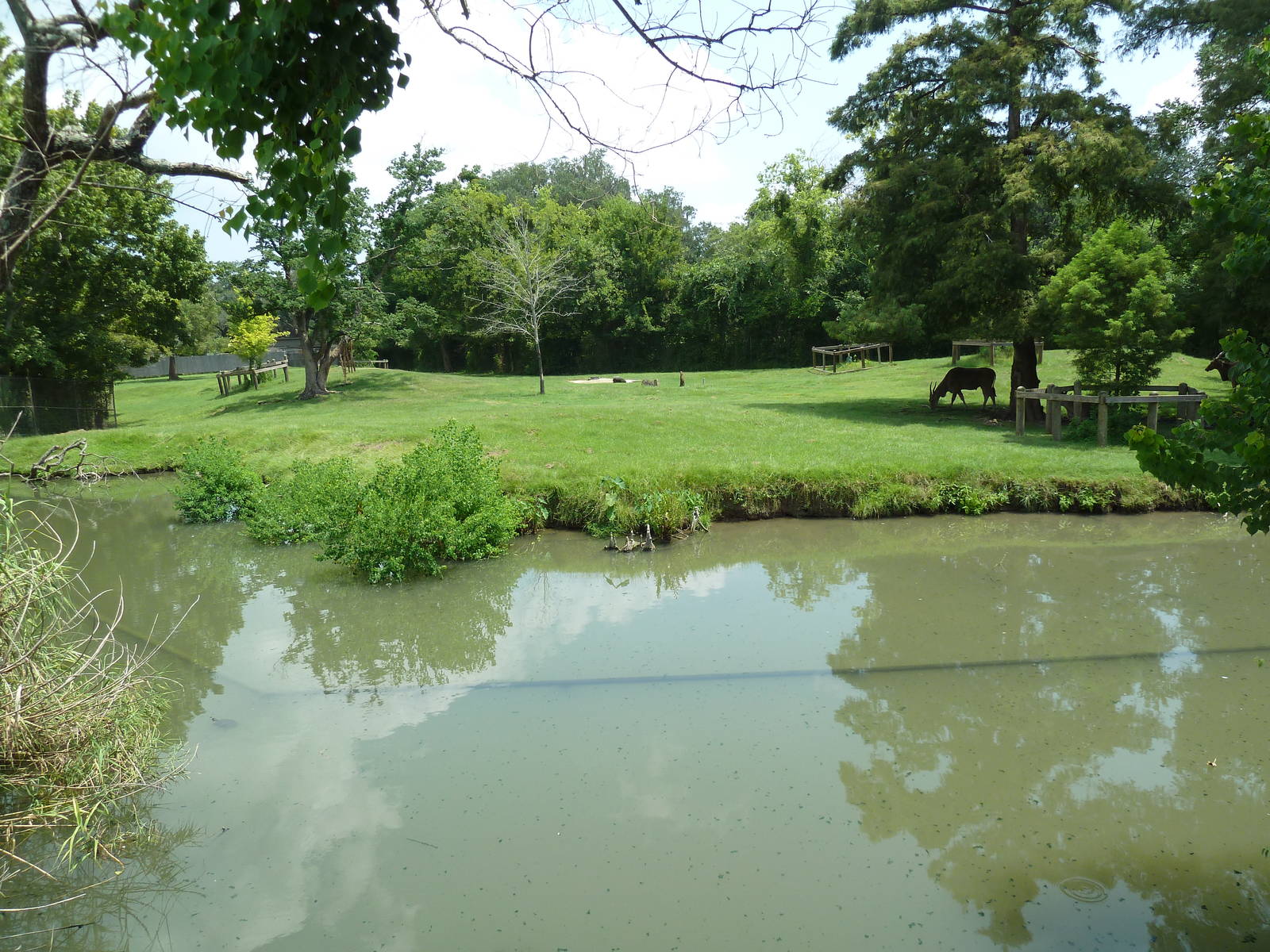 African Savanna - Thomson's Gazelle/Eland Exhibit