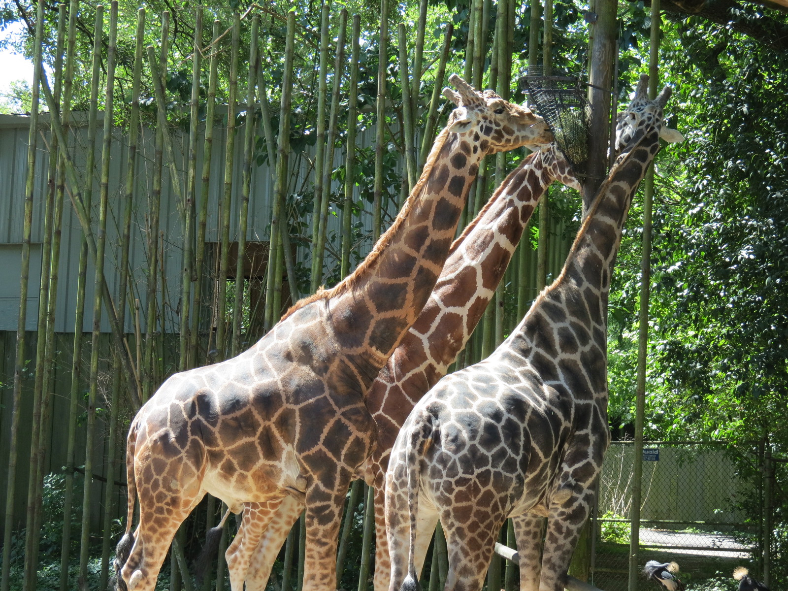 African Savanna - Twiga Terrace - Giraffe Exhibit