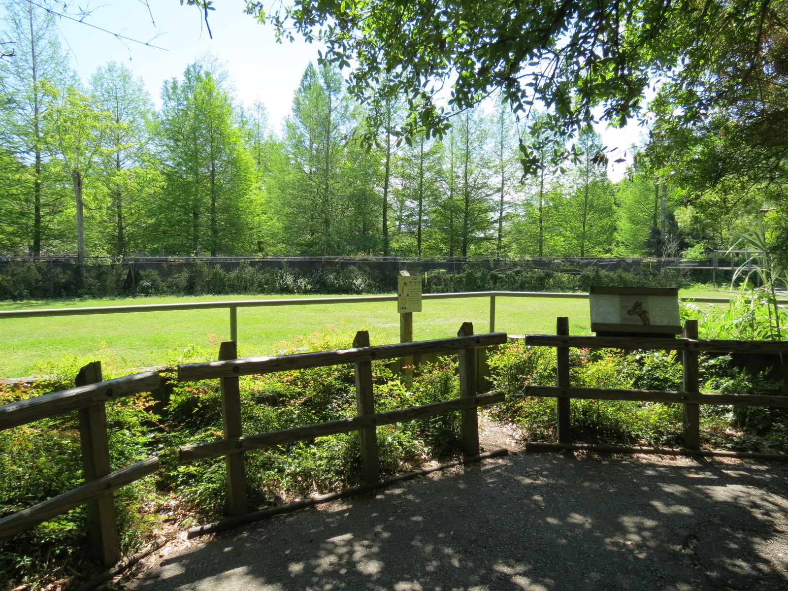 African Savanna - Twiga Terrace - Giraffe Exhibit