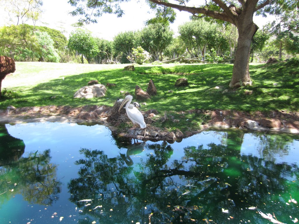 African Savanna view