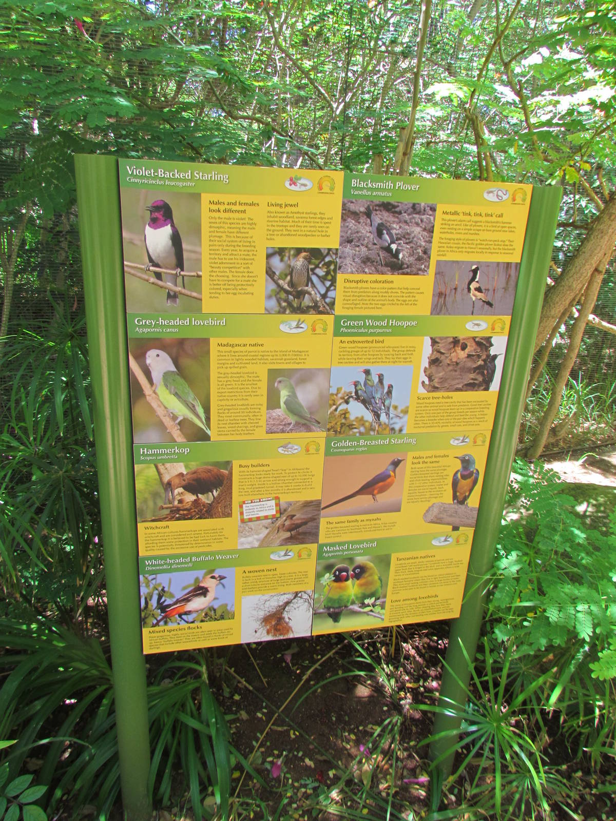 African Savanna - Walkthrough Aviary Signage