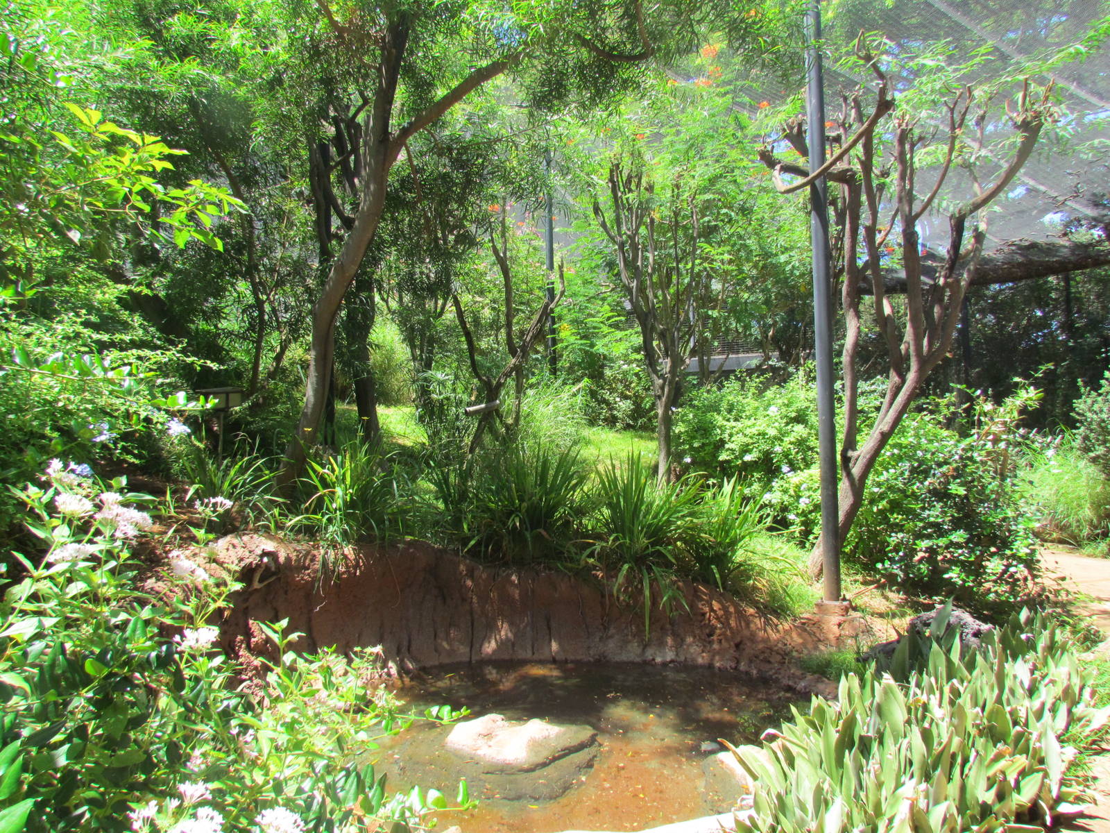 African Savanna - Walkthrough Aviary