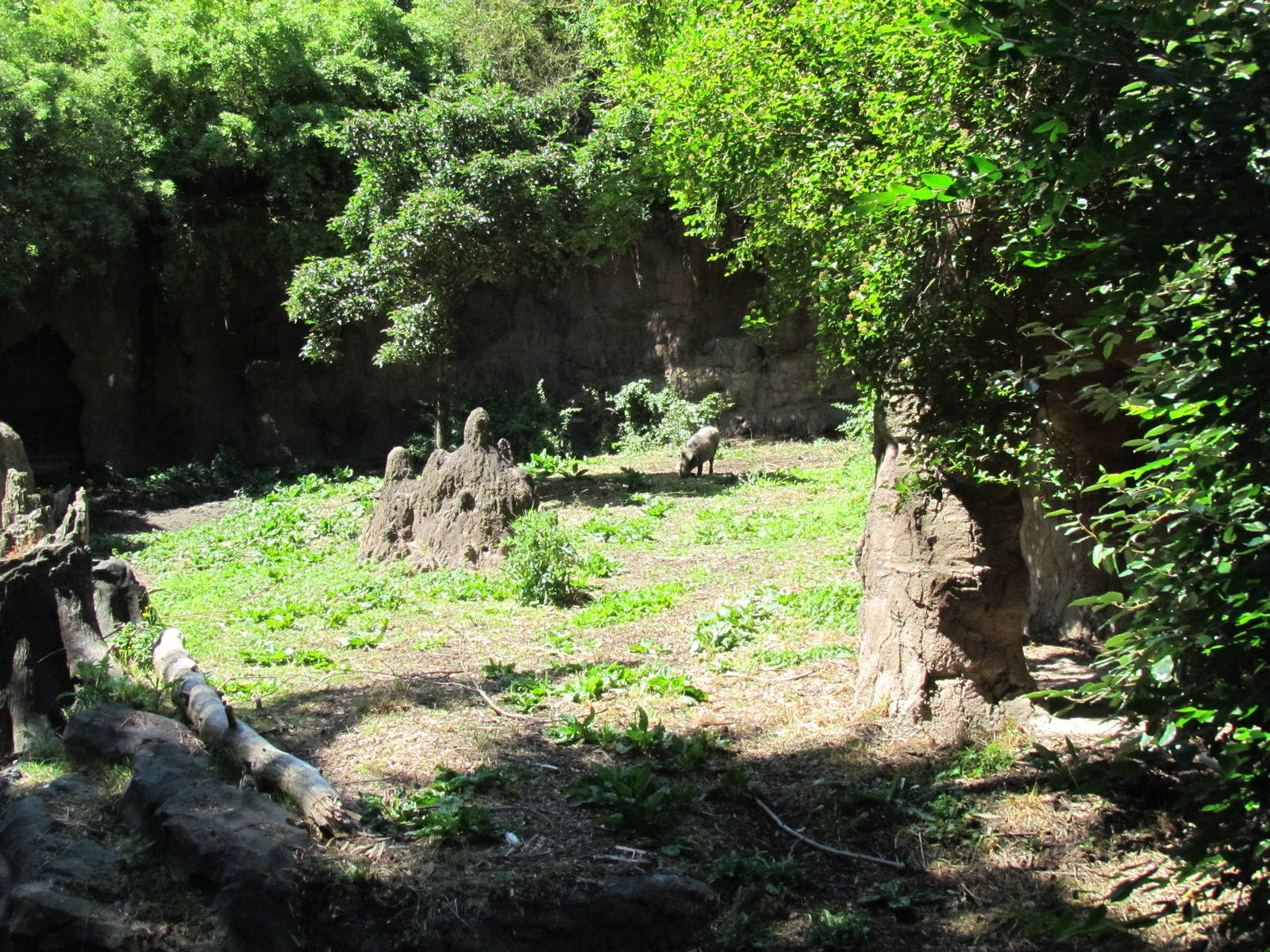 African Savanna - Warthog Exhibit
