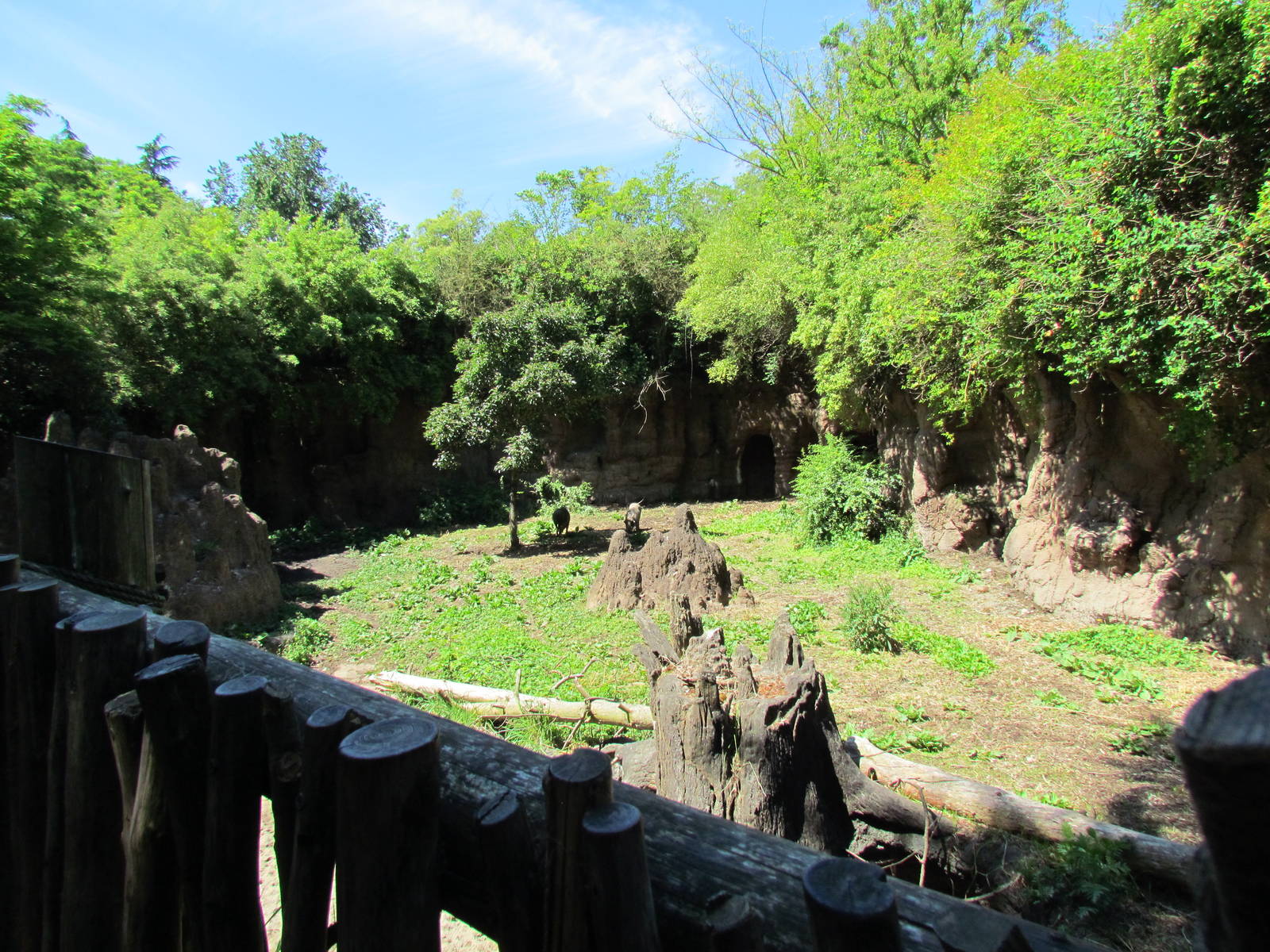 African Savanna - Warthog Exhibit
