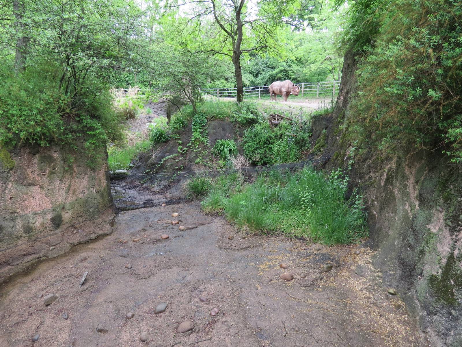 African Savanna - West African Dwarf Crocodile Exhibit (Empty)