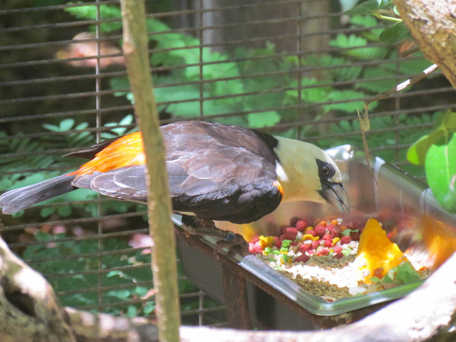 African Savanna - White-headed Buffalo Weaver