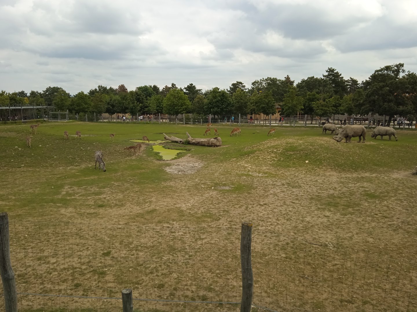 African savanna (White rhino, Grant's zebra, Impala, Lechwe)