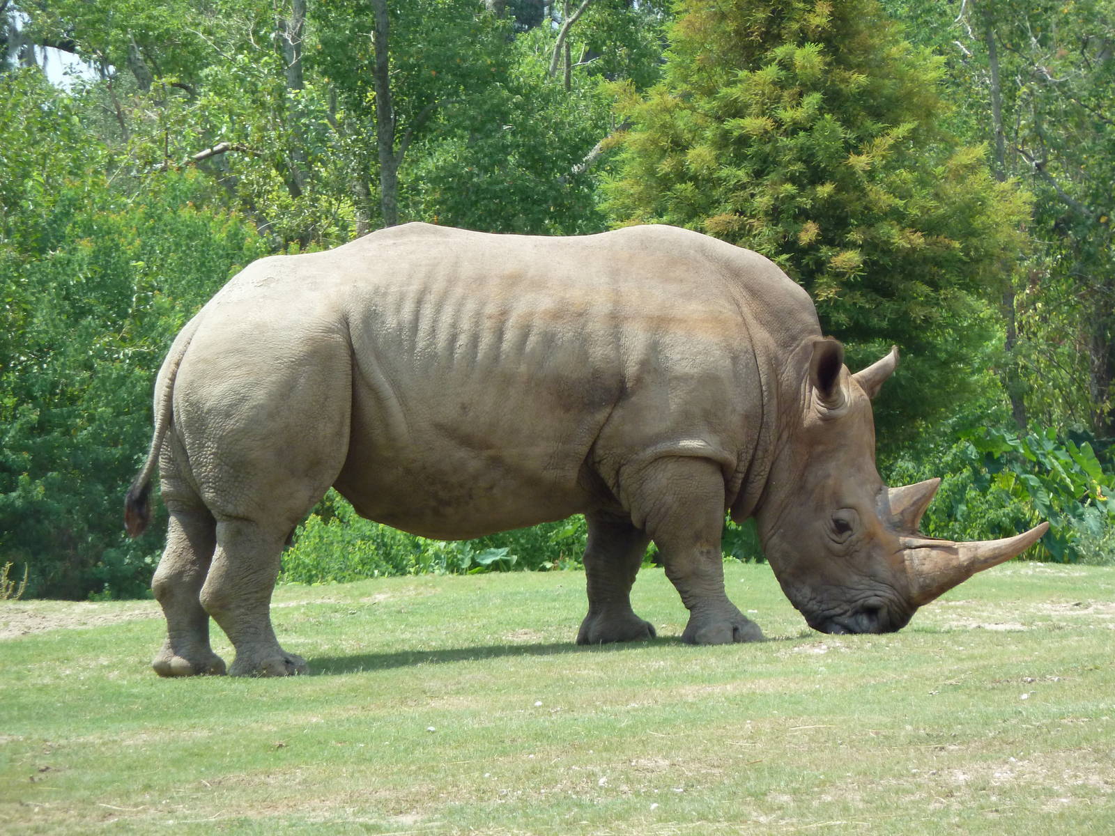 African Savanna - White Rhino