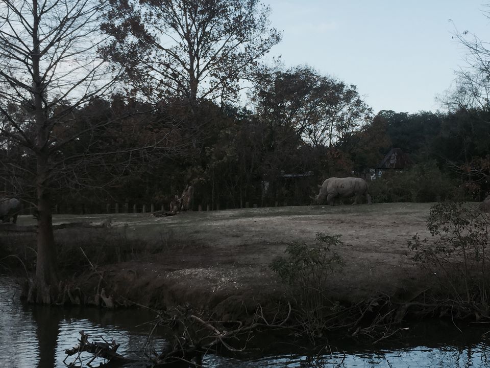 African Savanna- White Rhinoceros/Zebra/Wildebeest