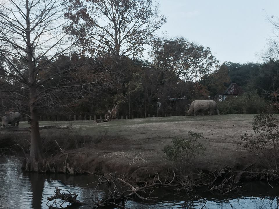 African Savanna- White Rhinoceros/Zebra/Wildebeest