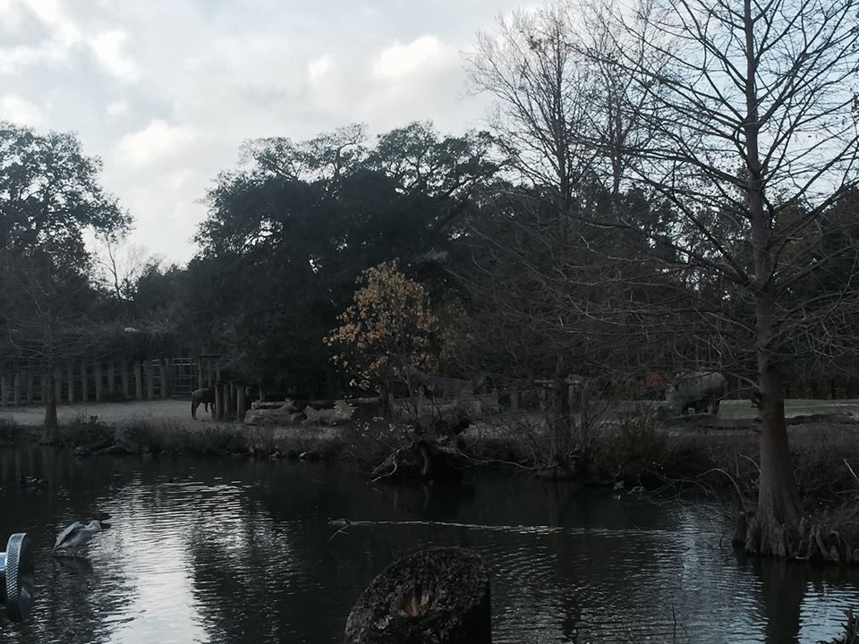 African Savanna- White Rhinoceros/Zebra/Wildebeest